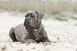 CANE CORSO 542